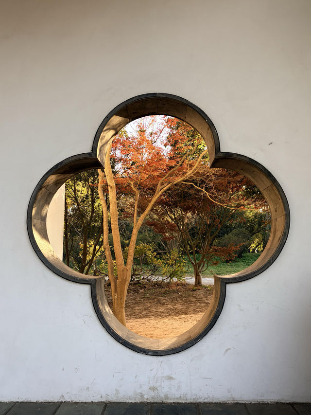 12月共青楓葉紅了銀杏黃了(附出片打卡點) 12月共青楓葉紅了銀杏黃了(附出片打卡點)