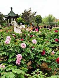 避開人潮!尚湖8.5折購票+隱藏月季園,親測不踩雷