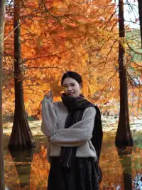 12.1明孝陵實況,落羽杉美到失語了