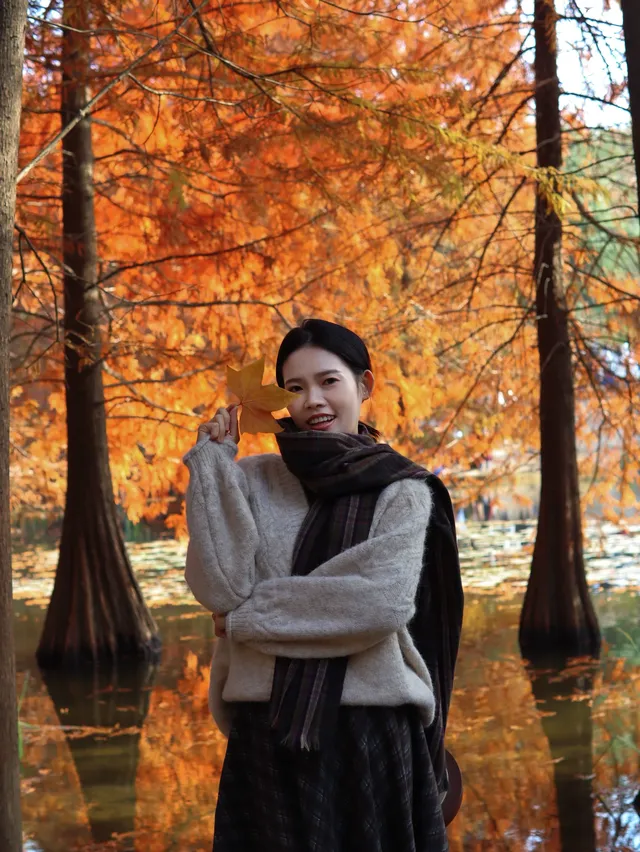 12.1明孝陵實況,落羽杉美到失語了 12.1明孝陵實況,落羽杉美到失語了