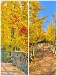 地鐵直達|今年最喜歡的銀杏林出現了,封神級的金色童話世界