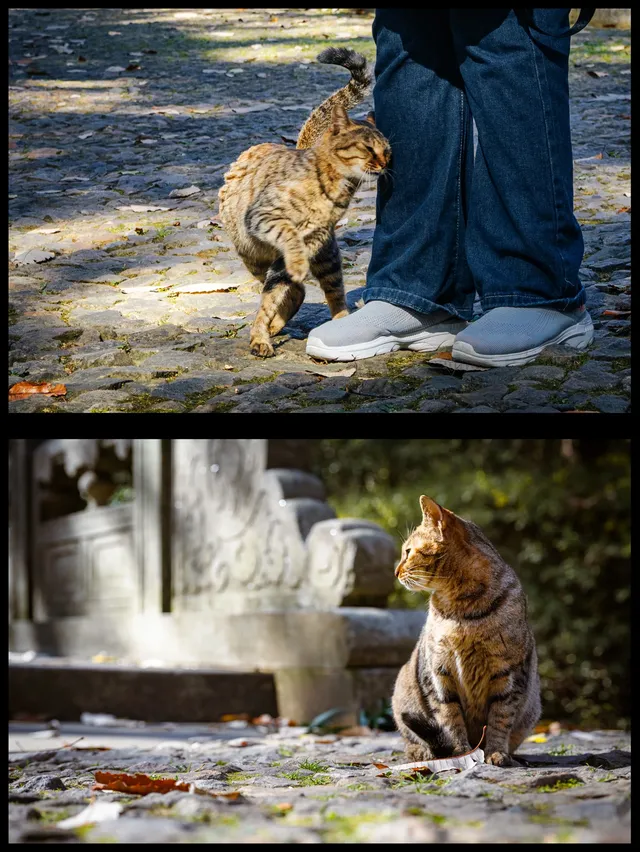 人你好,我是靈谷寺的咪,來看看我和秋天嗎 人你好,我是靈谷寺的咪,來看看我和秋天嗎