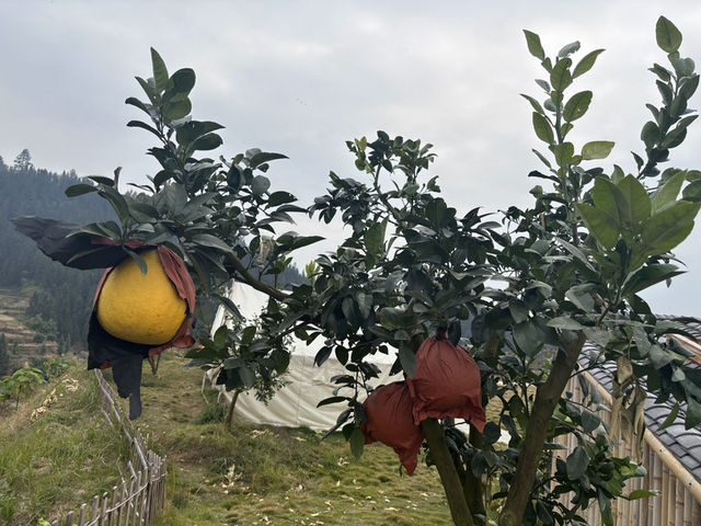 榕江《鳳柚基地》 榕江《鳳柚基地》