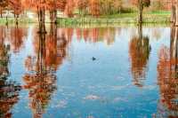 青西郊野公園暴走一天，這裡根本不是普通公園，是藏在城市邊緣的「天然氧吧+童話秘境」，秋冬來剛好！ 