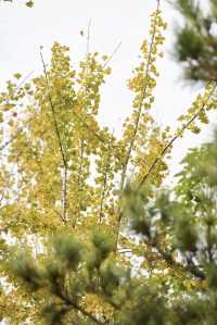 園博秋韻染芳華:欒紅杏黃藏雅趣,暖居伴景度清歡