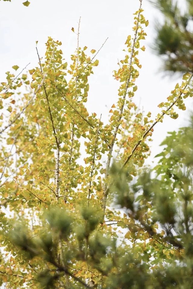 園博秋韻染芳華:欒紅杏黃藏雅趣,暖居伴景度清歡 園博秋韻染芳華:欒紅杏黃藏雅趣,暖居伴景度清歡