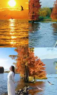 大理紅杉和觀海鷗精華路線！看這篇