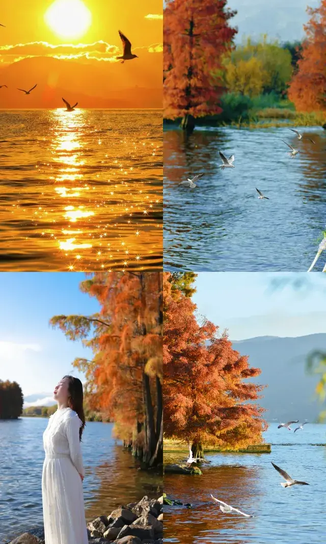 大理紅杉和觀海鷗精華路線！看這篇