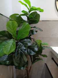 昆明安舍酒店沙發角落