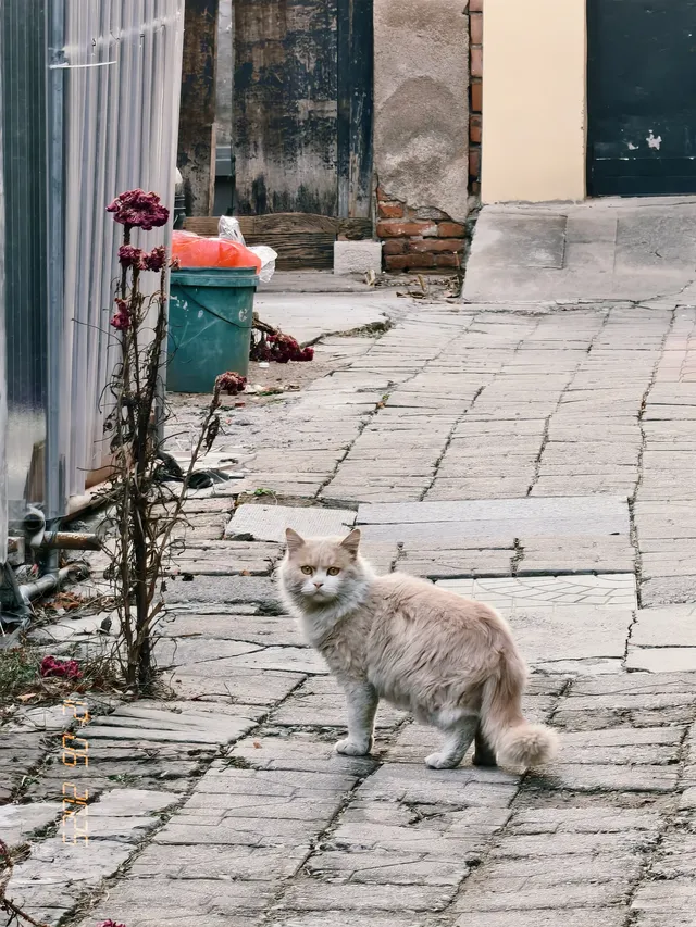 我眼中的青州 我眼中的青州