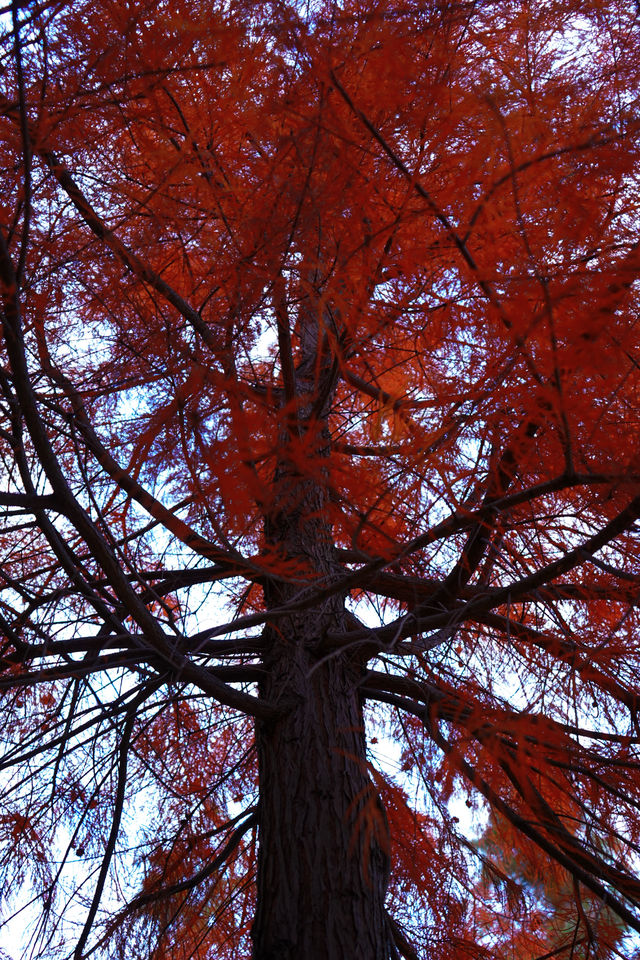 上海|又給大家找到一個拍照好去處絕對出片 上海|又給大家找到一個拍照好去處絕對出片