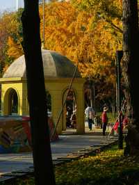 魔都小眾打卡！快看銀杏與聖誕樹撞了個滿懷