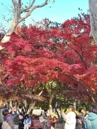 12.3魯迅公園秋日進度100％（附機位）