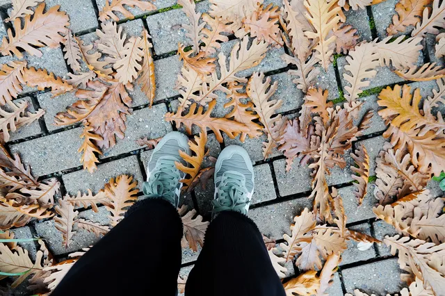 秋色/西雅圖 秋色/西雅圖