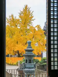 12.5實拍！真如寺銀杏，元代古剎小眾賞秋！