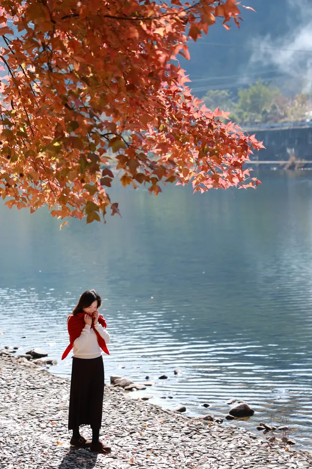 永嘉紅楓古道的紅楓紅了 永嘉紅楓古道的紅楓紅了