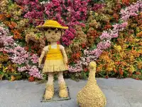 2025深圳大鵬菊花展