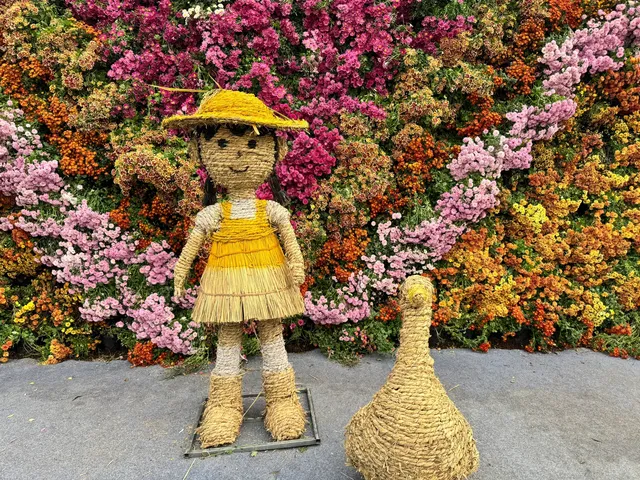 2025深圳大鵬菊花展 2025深圳大鵬菊花展