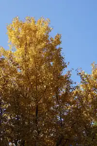 12.6 湖州秋景city walk路線