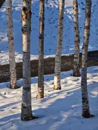 哈爾濱冬日小眾秘境·多圖暴擊預警