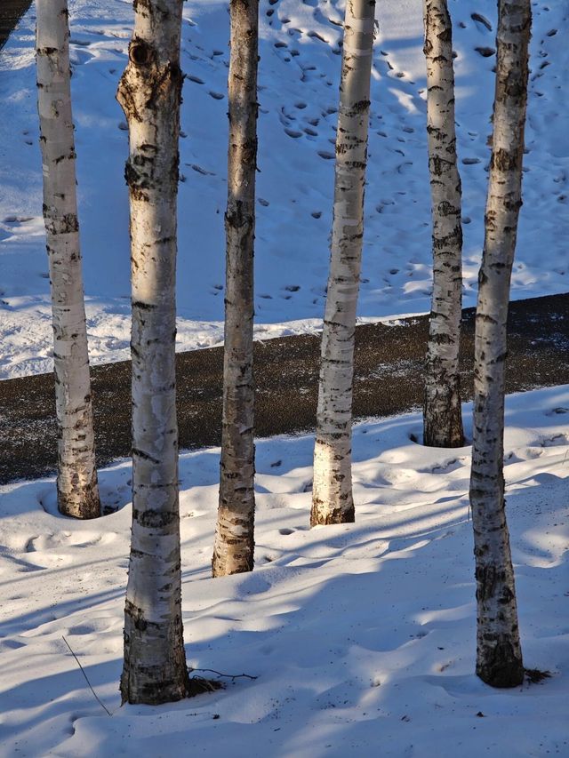 哈爾濱冬日小眾秘境·多圖暴擊預警 哈爾濱冬日小眾秘境·多圖暴擊預警