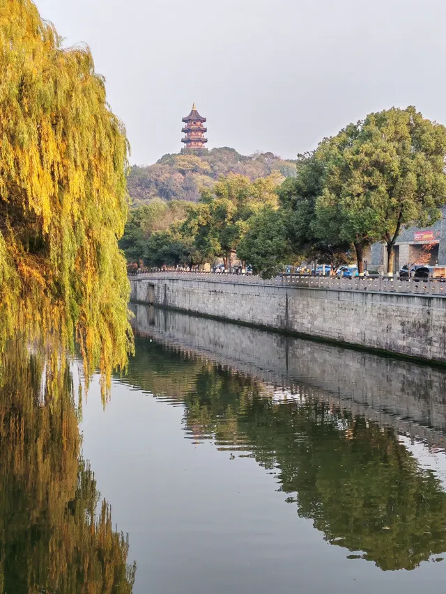 滿城盡飛黃金葉，紹興古城河清園秋色正迷人