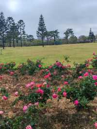 廈門市花島|三角梅花海盛放,住進錦江之星品尚開啟浪漫之旅