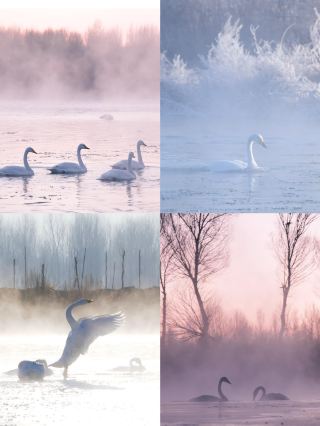 北京から2時間直行｜朝陽の白鳥の秘境、霧氷と白鳥の冬の童話