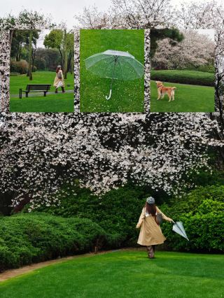 ฤดูซากุระบานสุดตระการตาของฉางชามาถึงแล้ว! คู่มือการถ่ายภาพบนสนามหญ้าที่สวยงามที่สุด