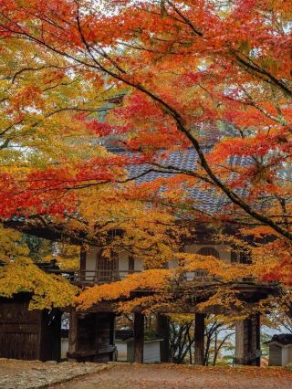 Enjoy Autumn Leaves at Kogenji Temple in Tamba, Hyogo