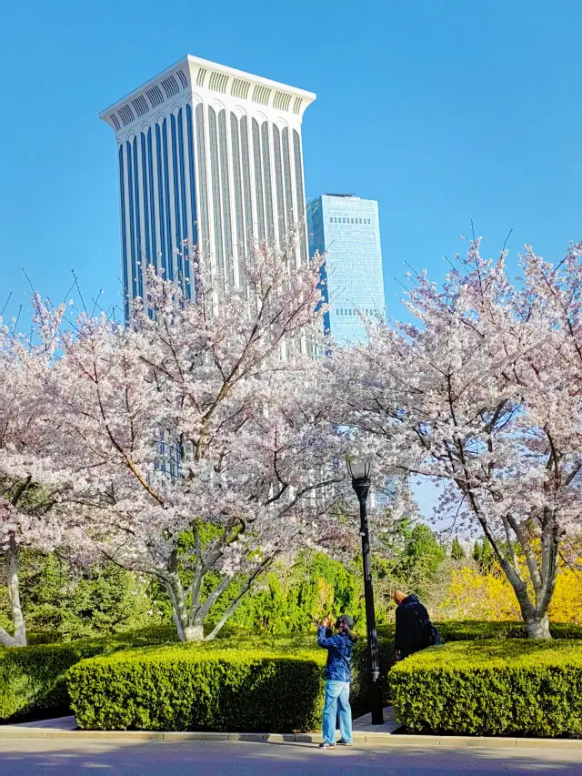 Dalian 4.11 Live Update: Labor Park Cherry Blossoms at 99.99% Bloom – Let’s Go!