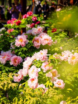 No Misses! Complete Self-Driving Guide to Enjoying Peonies and Exploring the Yellow River Secret Spots in Luoyang