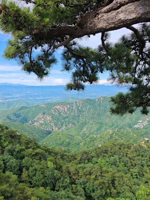 盤山の松々｜その誇り高く節くれだった枝には、高貴な精神が宿っている