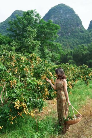 Come to Yangshuo to pick wampee this summer!