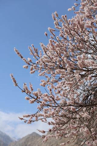 In the townships of Thar and Datong on the Pamir Plateau, the apricot blossoms have created a scene of breathtaking beauty. I arrived in Thar Township around March 24th, and only a portion of the blossoms were in bloom; the peak bloom period is much later.