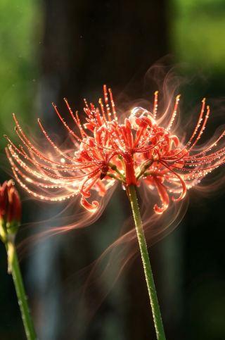 9月に成都で最高級の花の海として名高い、舒祖橋の赤い彼岸花が、オンラインで購入できるようになりました。