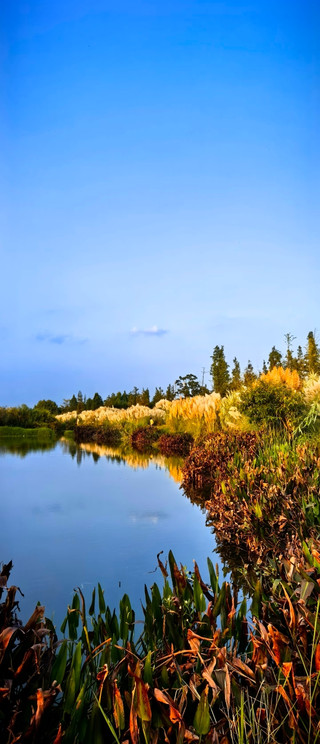 In September, the reeds at Kunming's Dianchi Lake Wetland sway in the breeze, tucking the romance of autumn into Bahe Wetland
