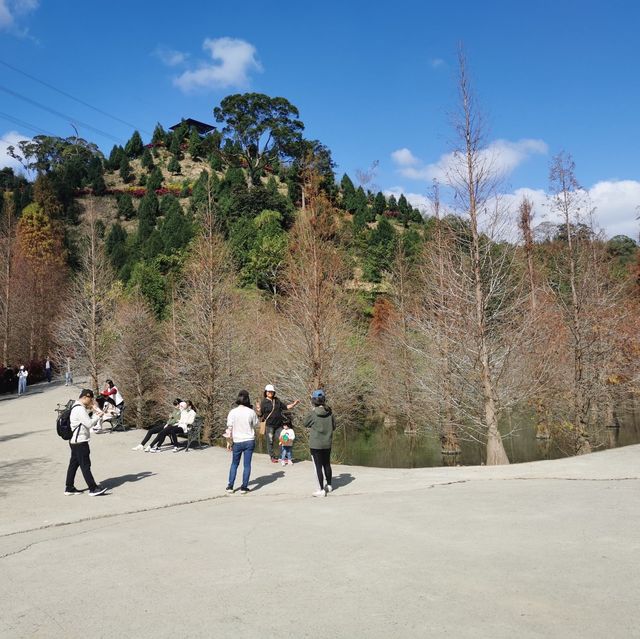 美如仙境的苗栗三灣水上落羽松