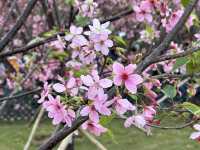 本地遊 | 東涌 | 捉緊櫻花園廣州櫻的尾巴