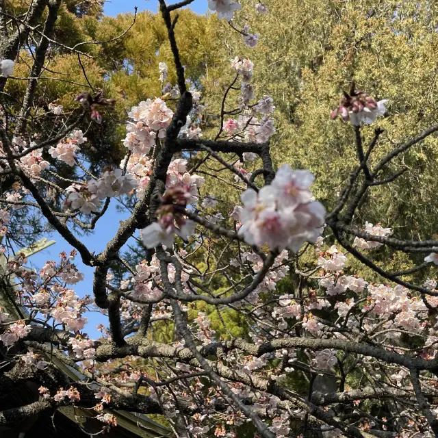 【福岡】宮地嶽神社の春のリレー🌸