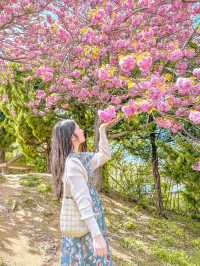 🌸부산 No.1 겹벚꽃 명소🌸