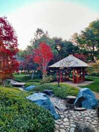 Multi-cultural garden in Canberra! 🌸