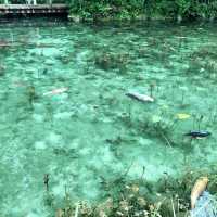 モネの池(通称)