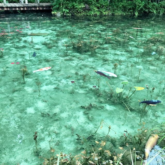モネの池(通称)