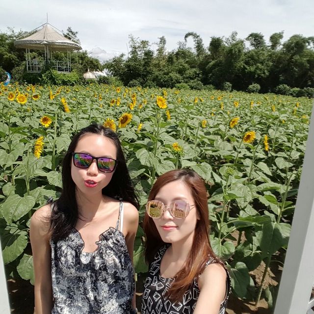 深圳百萬葵園🌻🌸💐開開心心賞花去👀影相📸️影相再影相📸️