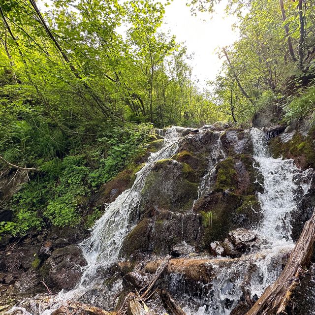 【山梨】いざ夏山へ！広河原から白根御池までの登山道