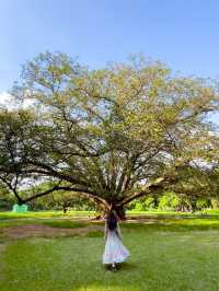 Beauty Of Lalbagh Garden India  