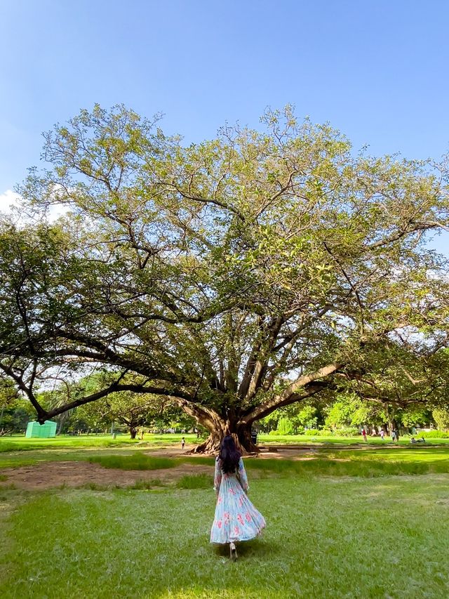 Beauty Of Lalbagh Garden India  