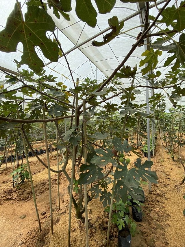 A fig farming and nursery in Janda Baik 🌿