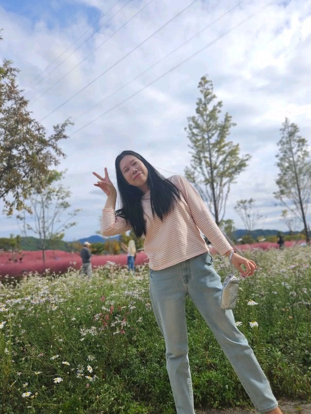 꽃이 너무 아름다운 경상남도 합천 핑크 뮬리